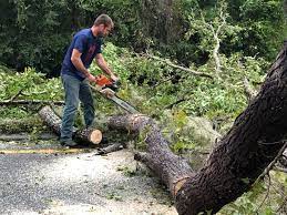 Harlan, IN  Tree Services Company